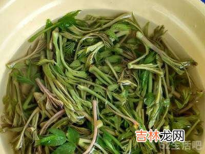 香椿芽怎么吃法?