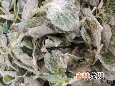 荆芥怎么吃窍门?