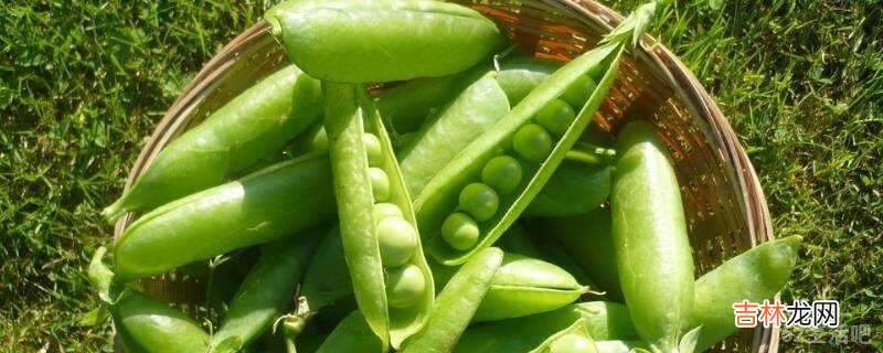 豌豆怎么吃?