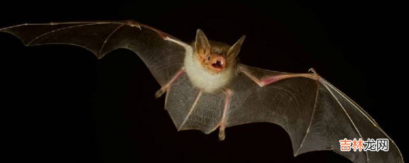 家里有蝙蝠窝怎么去除