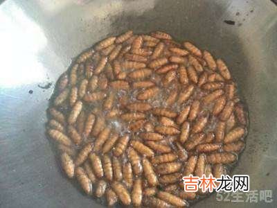 冻蚕蛹怎么吃?