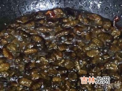 蜜蜂蜂蛹怎么吃?