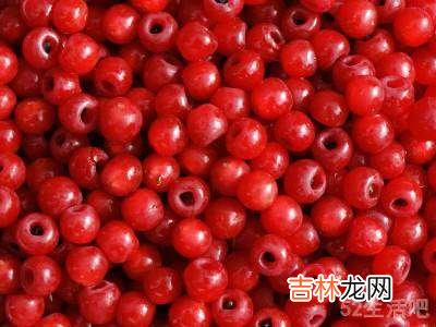 红豆杉泡酒的正确方法?