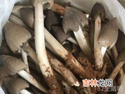荔枝菌怎么做好吃?