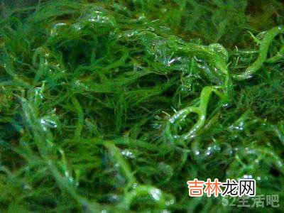 龙须菜怎么泡发?