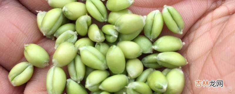 青麦粒怎样做好吃?