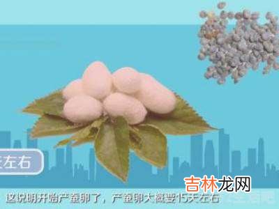 蚕茧怎么保存?