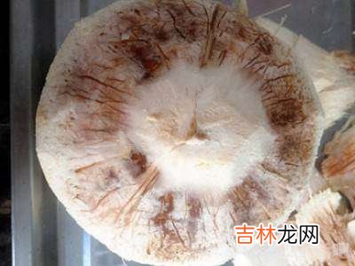 易开宝椰青怎么开?