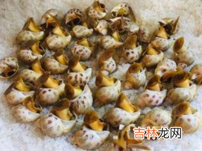 东风螺怎么吃?