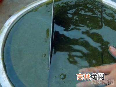 斑鸠叶豆腐制作方法?