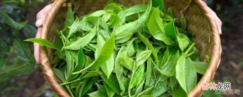 自己摘的茶叶怎么制作?