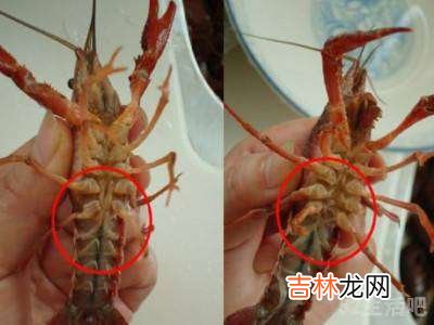 龙虾怎么分辨是公的还是母的?