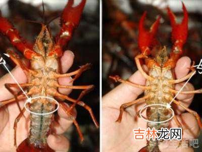 龙虾怎么分辨是公的还是母的?