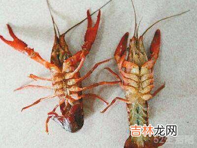 龙虾怎么分辨是公的还是母的?