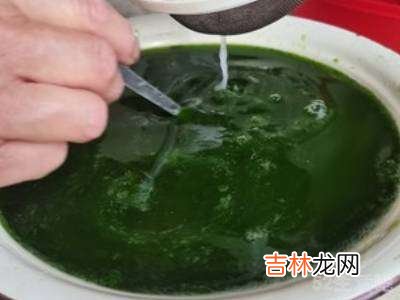 青草豆腐做法?
