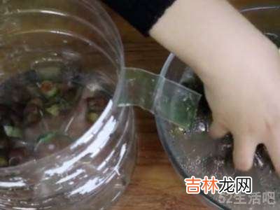 野生田螺怎么处理才能吃?