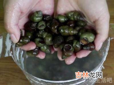 野生田螺怎么处理才能吃?