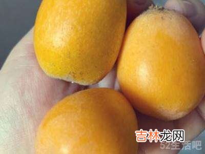 怎样做枇杷膏不变质?