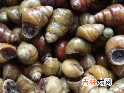 螺蛳怎么让它吐泥吐得快?