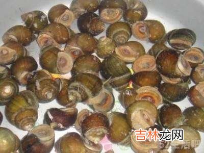 螺蛳怎么让它吐泥吐得快?