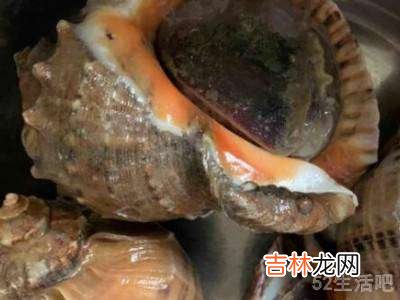大海螺怎么吃?