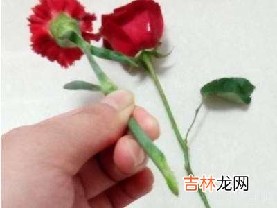 买了一束花怎么保鲜?