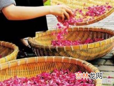 玫瑰花瓣怎么保存成干花瓣?