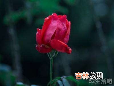玫瑰花怎么拍好看?