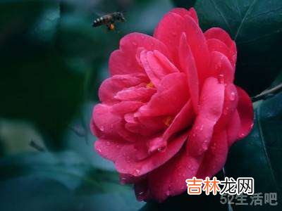玫瑰花怎么拍好看?