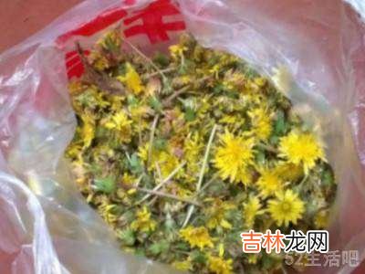 婆婆丁花怎么晒干?