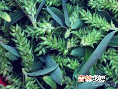 柳絮怎么做好吃?