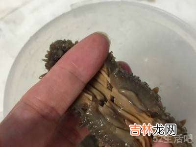 鲍汁怎么做?