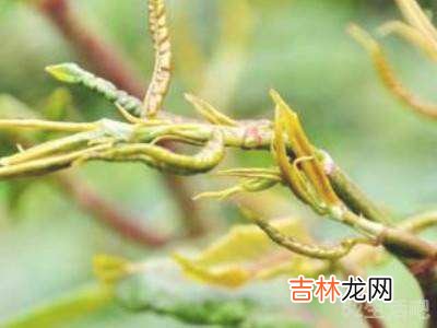 虎杖炒菜怎么吃?