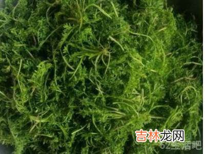 米蒿怎么做好吃?