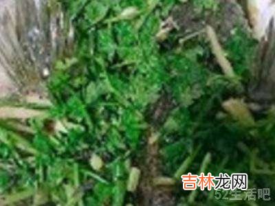 青江鱼长怎么做好吃?