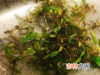 石橄榄怎么清洗?