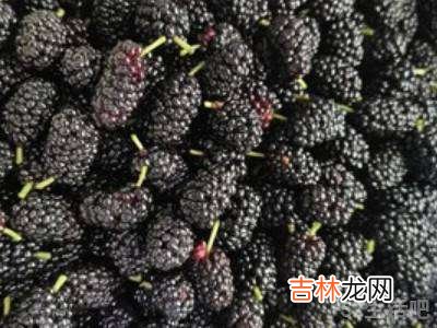 怎样晒桑葚干快?