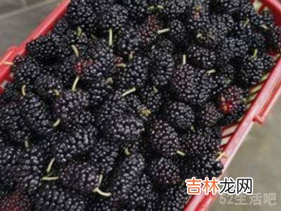 怎样晒桑葚干快?