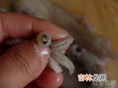 小鱿鱼怎么处理?