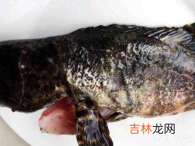 虎头斑鱼怎么吃?