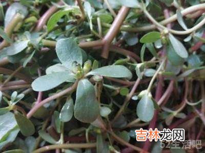 马齿苋的做法?