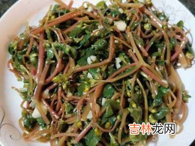 马齿苋的做法?