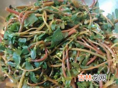 马齿苋的做法?