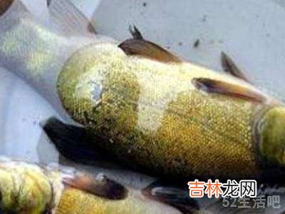 丁桂鱼怎样去除鱼鳞?