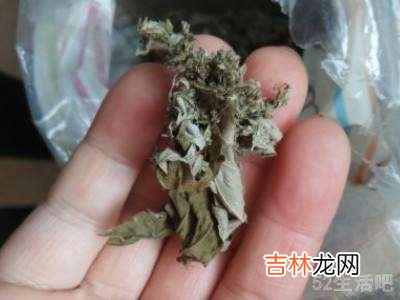 艾草怎么做成艾绒?