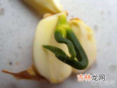 硬壳黑莲子怎么去壳?