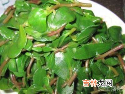 蚂蚱菜怎么吃?