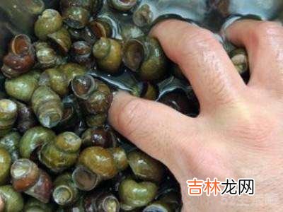 田螺如何清洗干净?