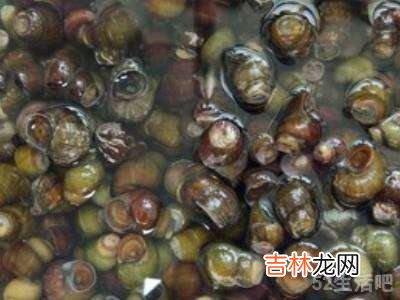 田螺如何清洗干净?