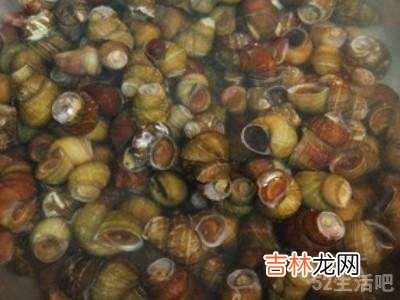 田螺如何清洗干净?